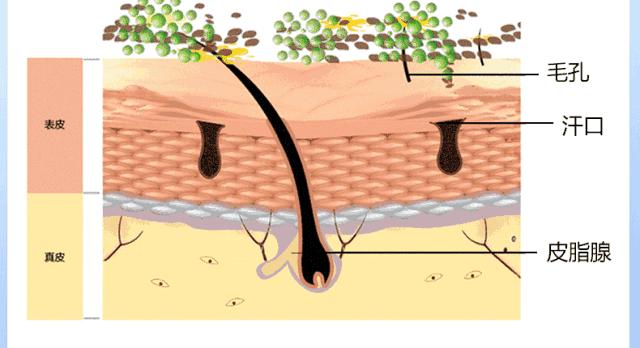 成分学科普,成分科普创意