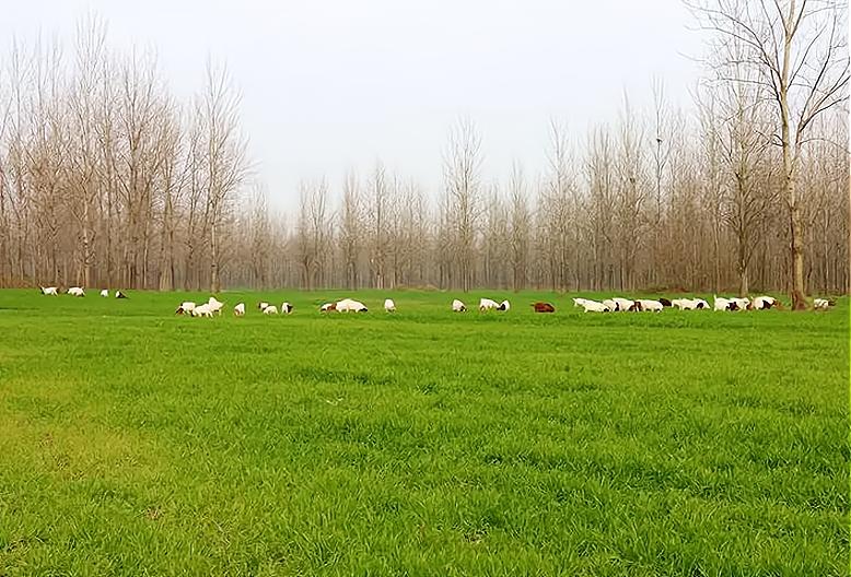 怎样预防庄稼被羊踩,麦苗不怕踩有科学依据吗