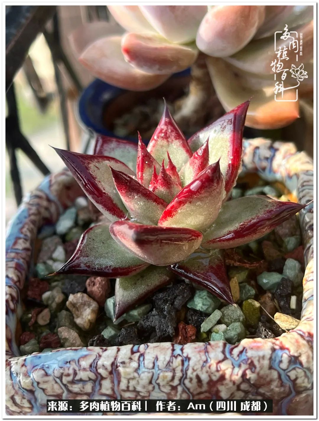 多肉小盆友生活多姿多彩,多肉小精灵福享不停