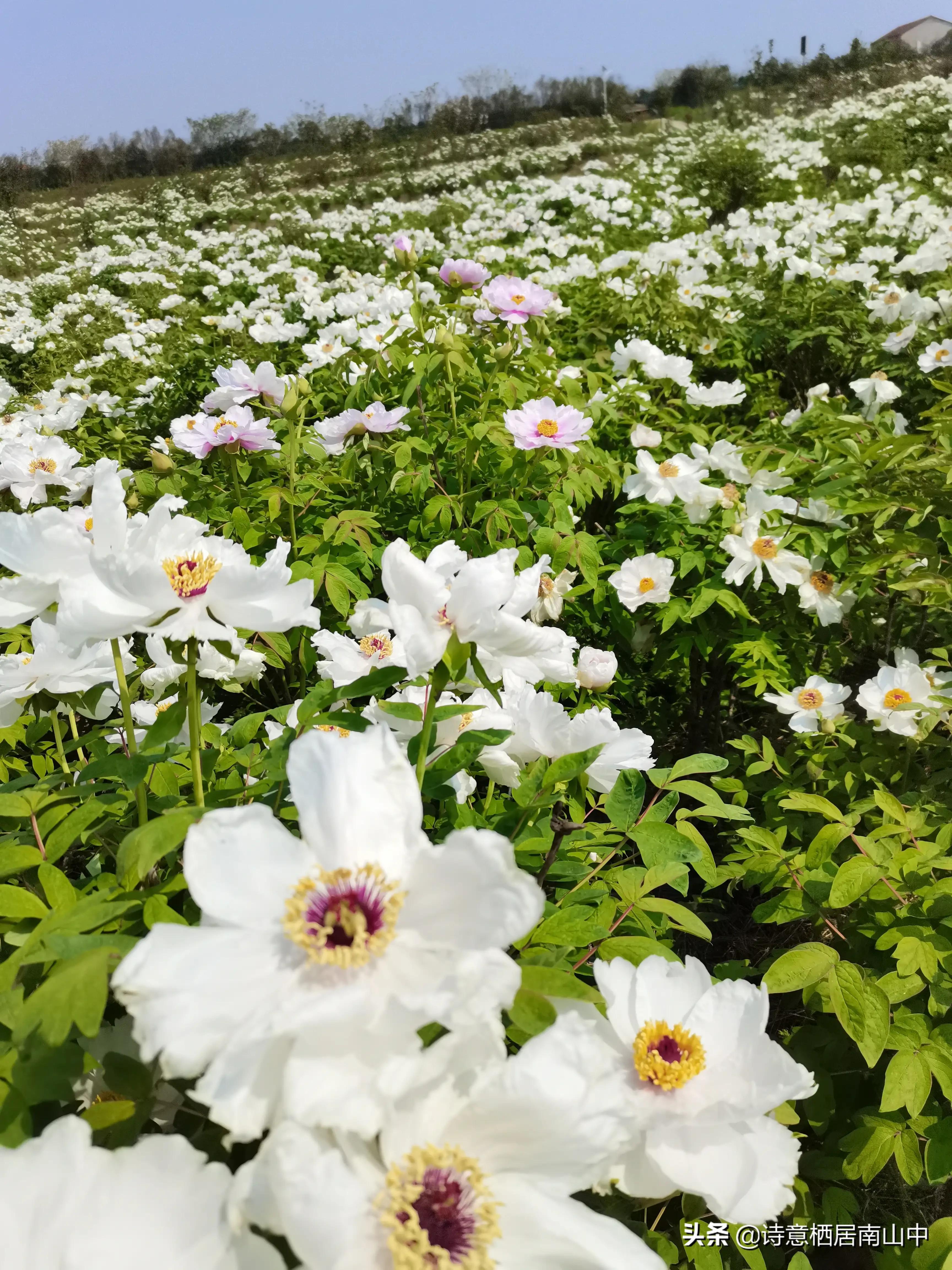江夏鲁湖湿地公园,江夏金口鲁湖梦里田园