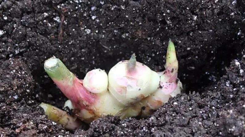 如何一年四季种盆栽生姜,盆栽生姜和种地里的生姜