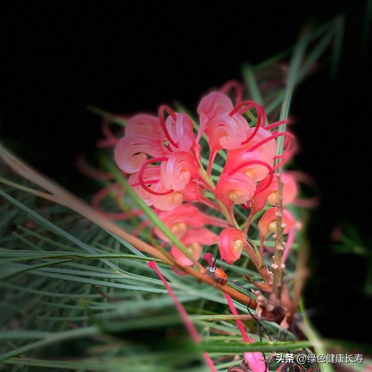 世界花园风景,世界花园