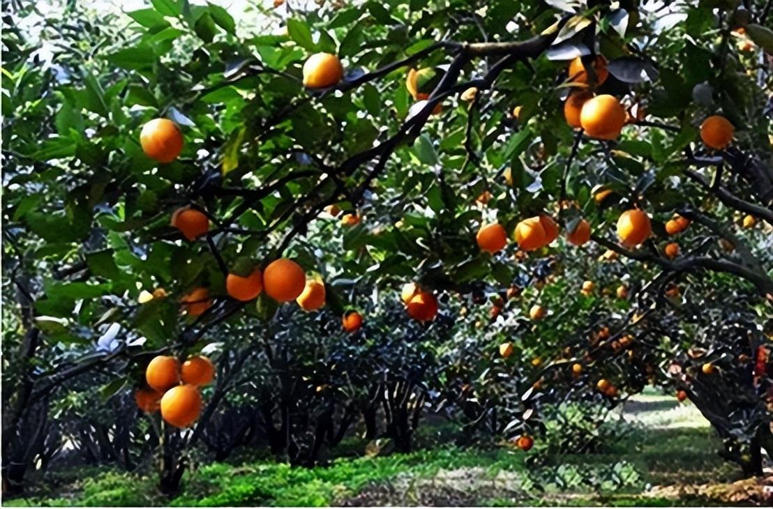 黄文秀法学硕士,村官黄文秀事迹