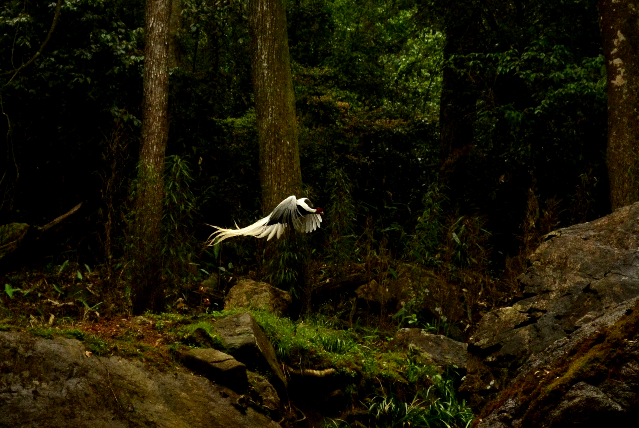 山鸡松鼠蘑菇杜鹃，这是一条神秘的小路