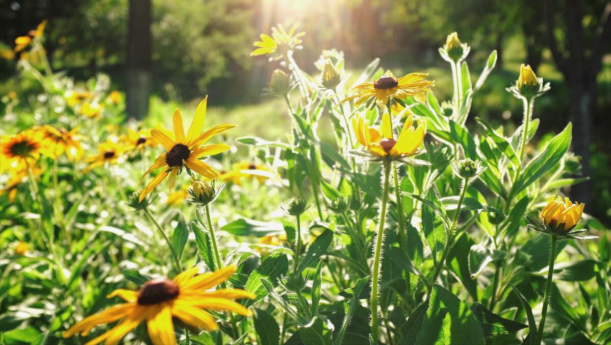 宋朝七言绝句大全,晴日暖风绿阴幽草胜花时什么意思