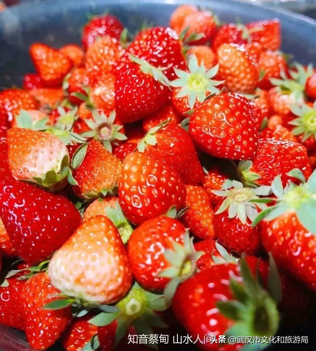 又红又大的草莓欢迎采摘,最近的草莓采摘在哪里
