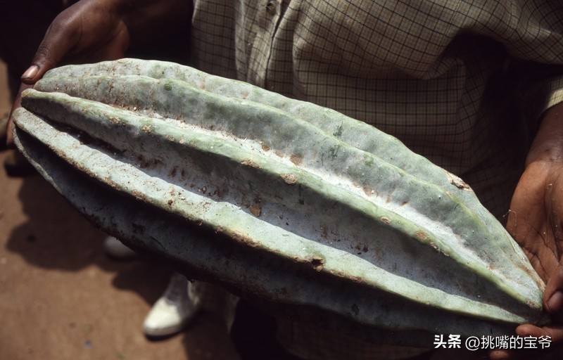 身处非洲，物种孤立进化的马达加斯加，各种奇瓜异果满岛飘香
