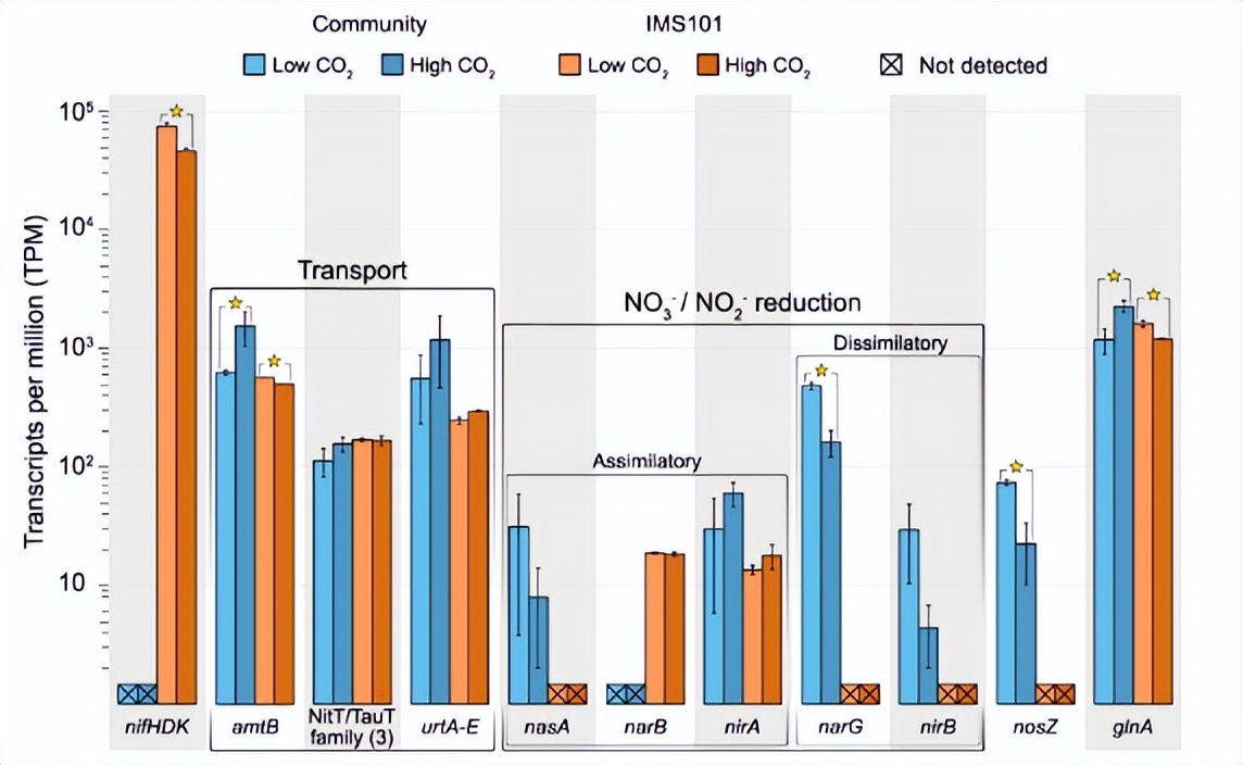 探索海洋固氮蓝藻毛滴虫联盟的转录活性，揭示水平氮循环潜在机制
