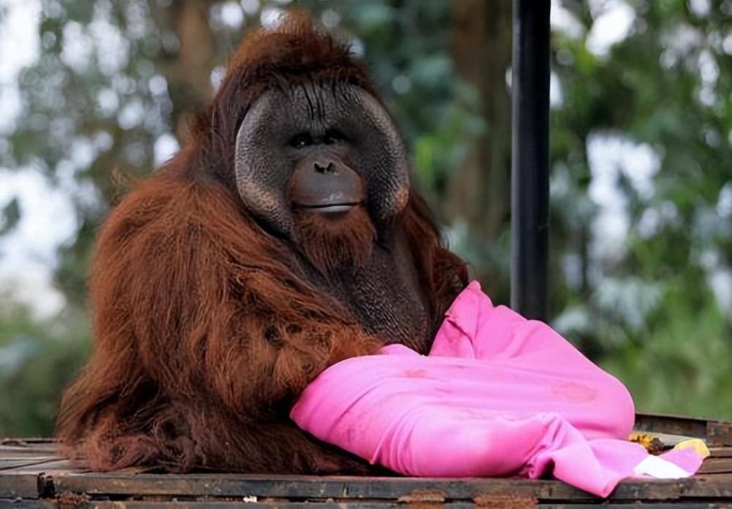 动物园大猩猩健身,大猩猩吃东西变瘦