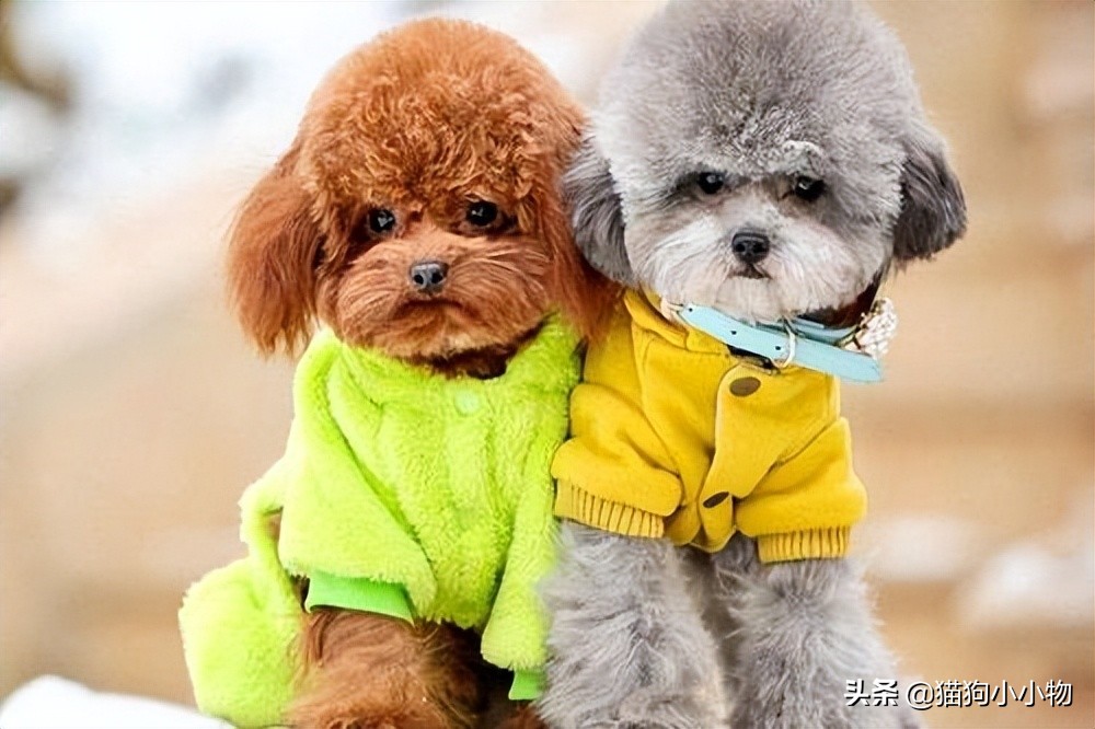 狗狗常见的4种“交配”方式，网友直呼：绝了