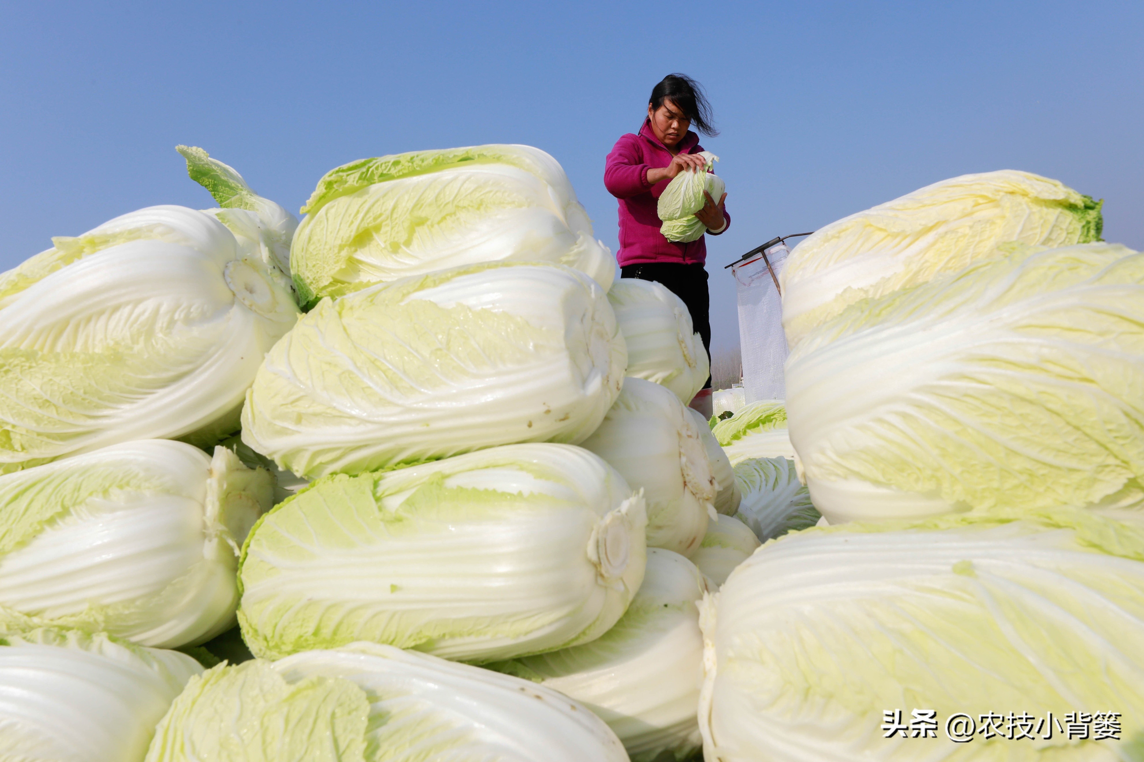 怎么种大白菜才高产,怎么种大白菜高产