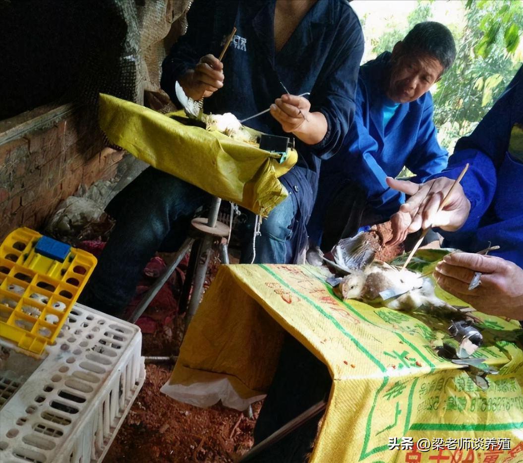阉鸡技艺从什么时候开始的,古老的阉鸡方法