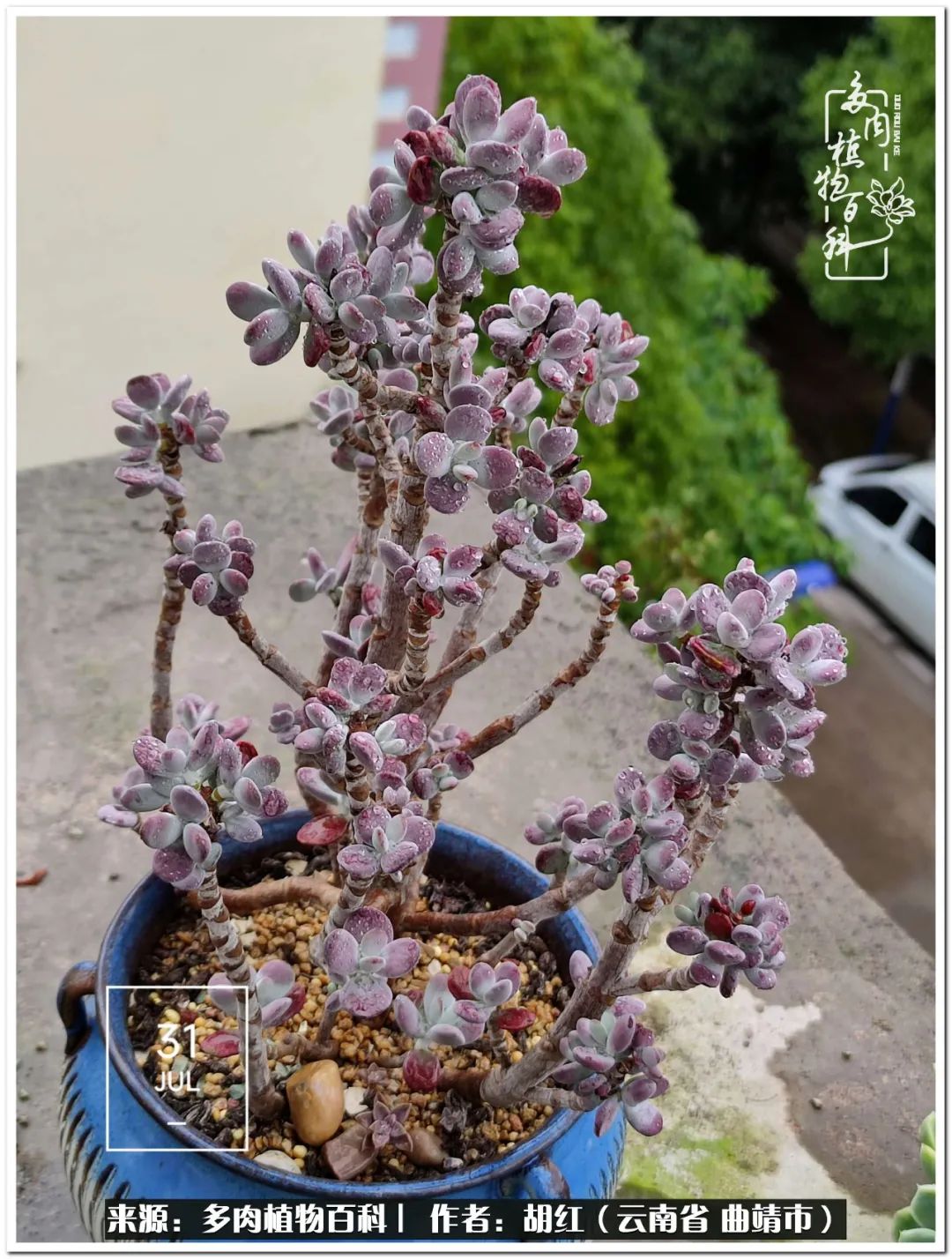 多肉植物里的糖,多肉生活的调味剂