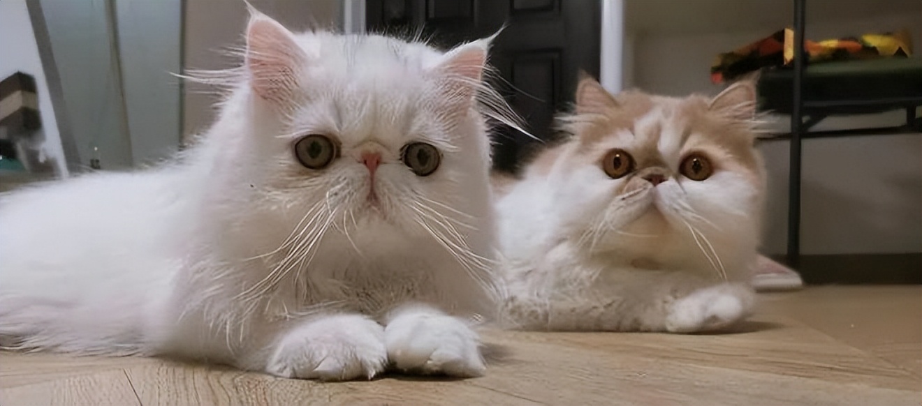 年轻人假期搞钱喂猫1周赚5千,当代年轻人要搞钱上瘾