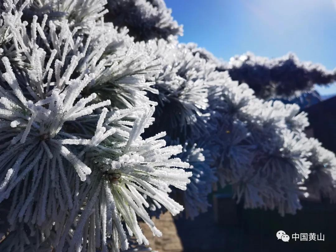 四季黄山,最治愈你的是哪一个季节