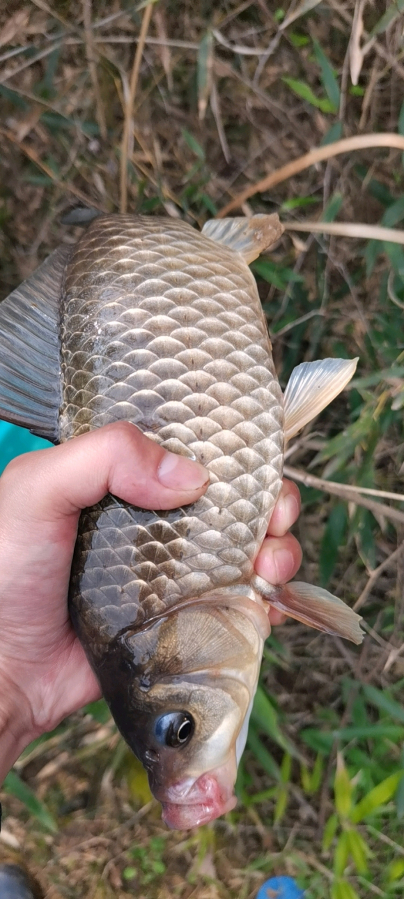初春野钓鲫鱼最好的草洞钓法,草洞野钓鲫鱼技巧及方法