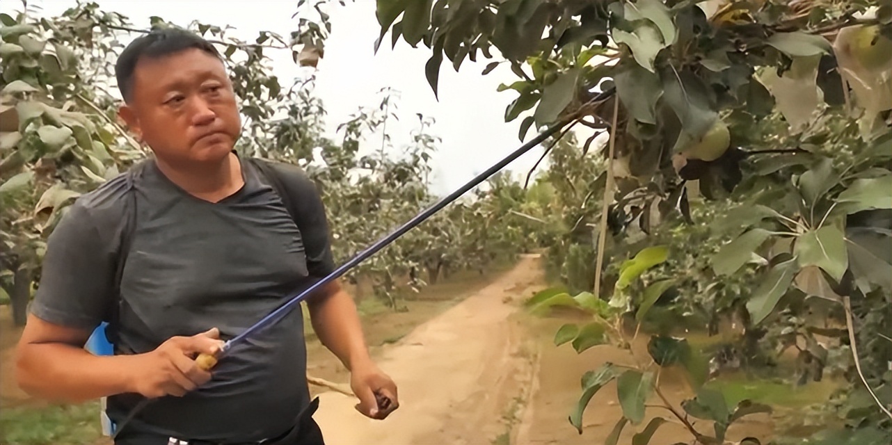 金蝉里的金豆能卖多少钱,农村小伙果园养金蝉一年卖6000万