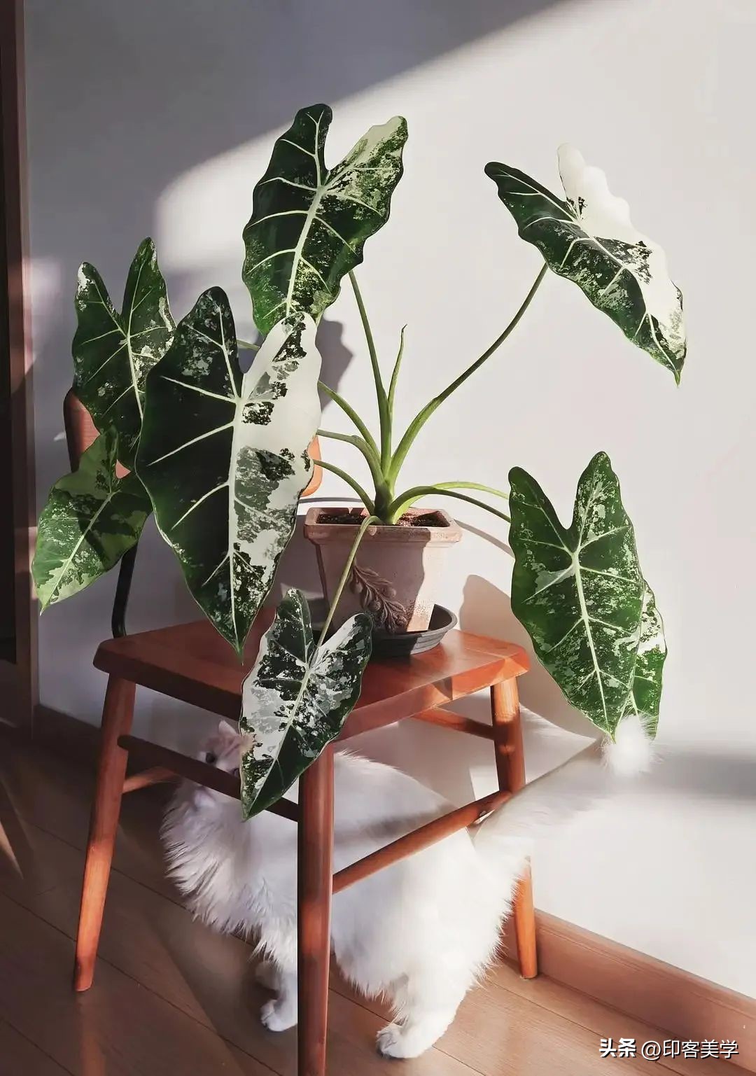 年轻人为“丑东西”买单，是智商税吗？