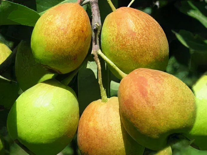 库尔勒香梨潼关肉夹馍,库尔勒香梨协会维权事件