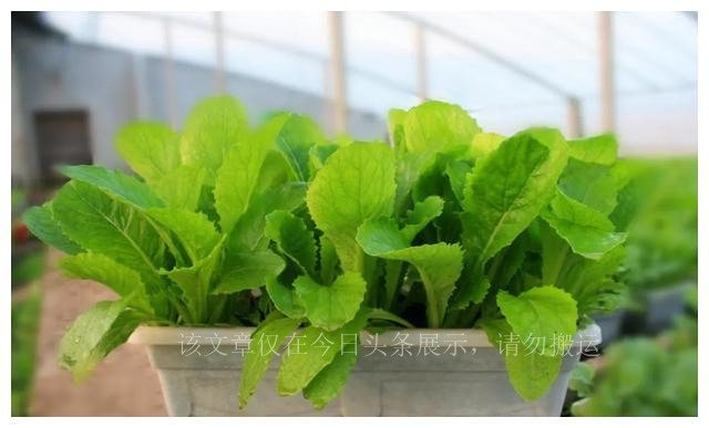 家庭主妇变“种菜达人”一天卖出400盆，把蔬菜当花养，前景诱人