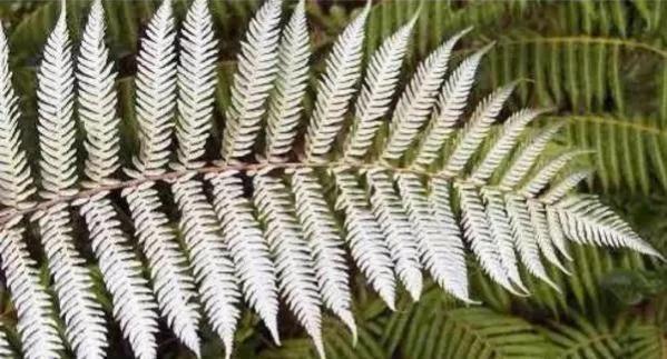 你不知道的国家冷知识新西兰篇,新西兰的20则冷知识大百科