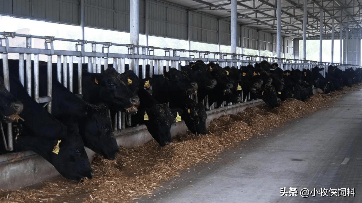 养牛怎么养好,养牛技术及养殖方法有哪些