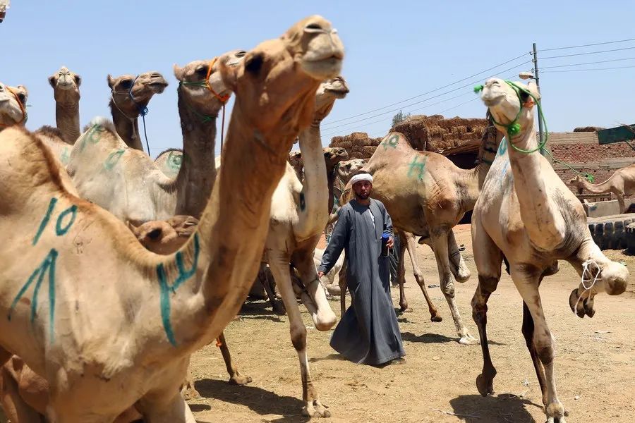 把骆驼卖给阿拉伯人，朋友两年赚出了七套房