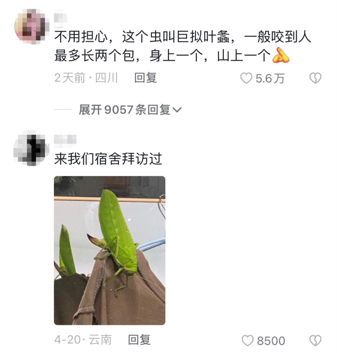 学校突然出现诡异的虫子,女生宿舍惊现不明虫