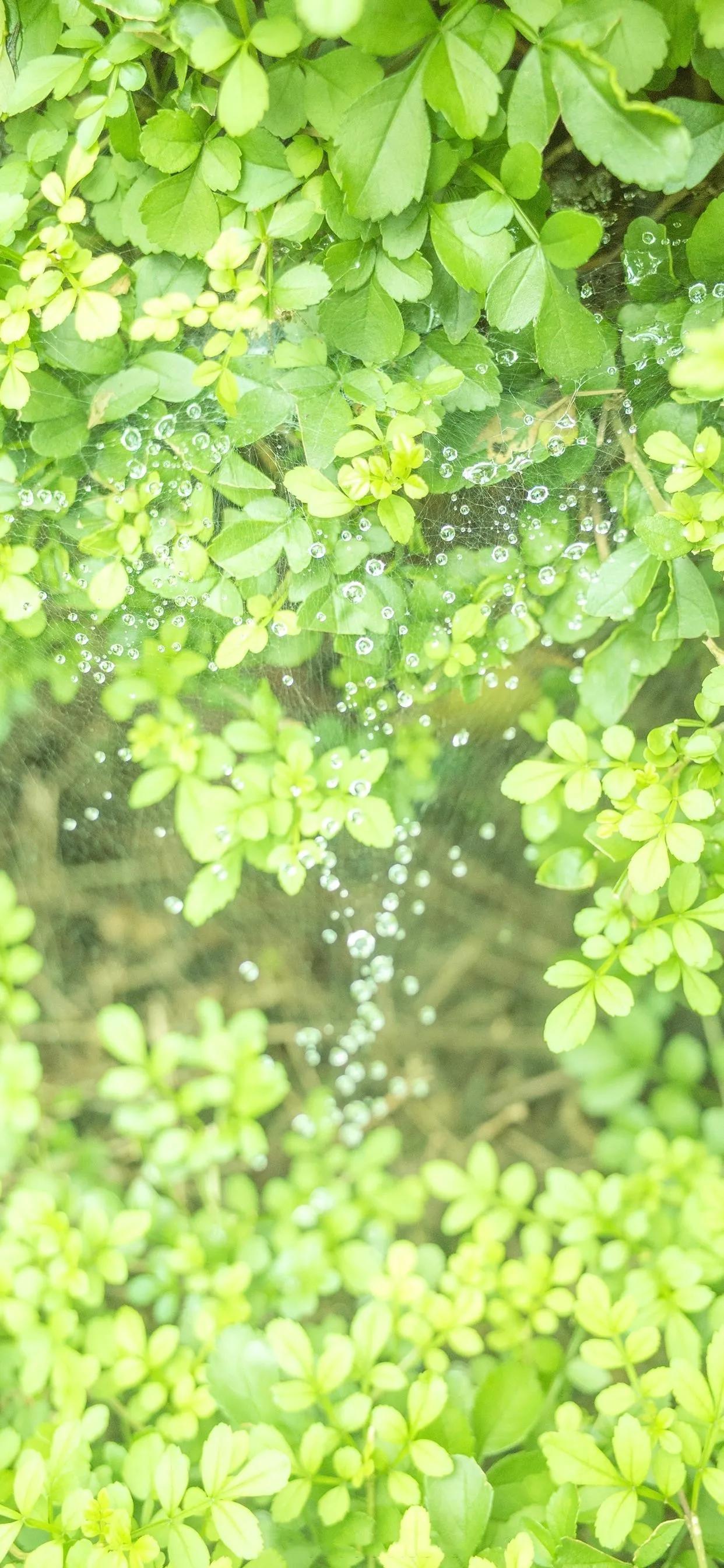 夏季清新凉快的壁纸高清,夏天一看就很凉爽的壁纸