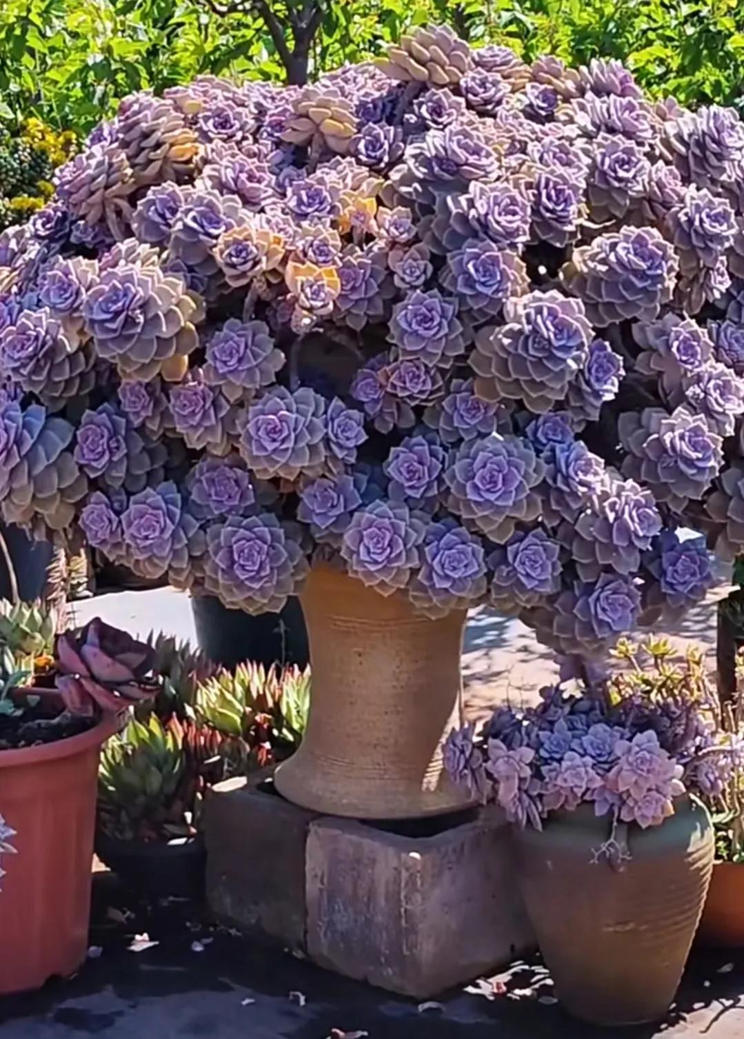 最具有观赏性的多肉植物,颜值高又好养活的多肉植物