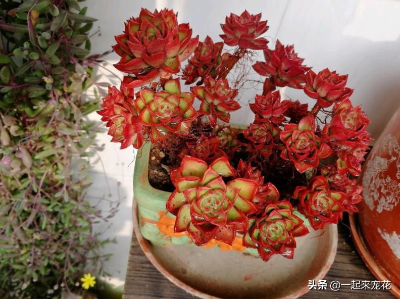 想要多肉快速生根的方法,多肉蒂亚怎么养才能爆盆