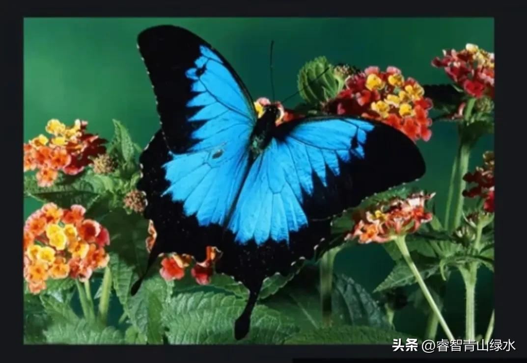 让我痴，让我醉，让我爱你没商量。