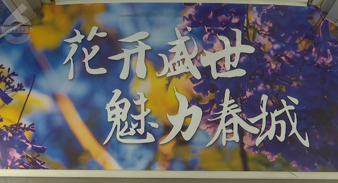 昆明4月份去哪看花,2月份昆明看花最好的地方在哪