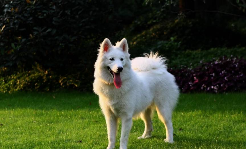 萨摩耶毛发怎么打理,萨摩耶的毛怎么浓密