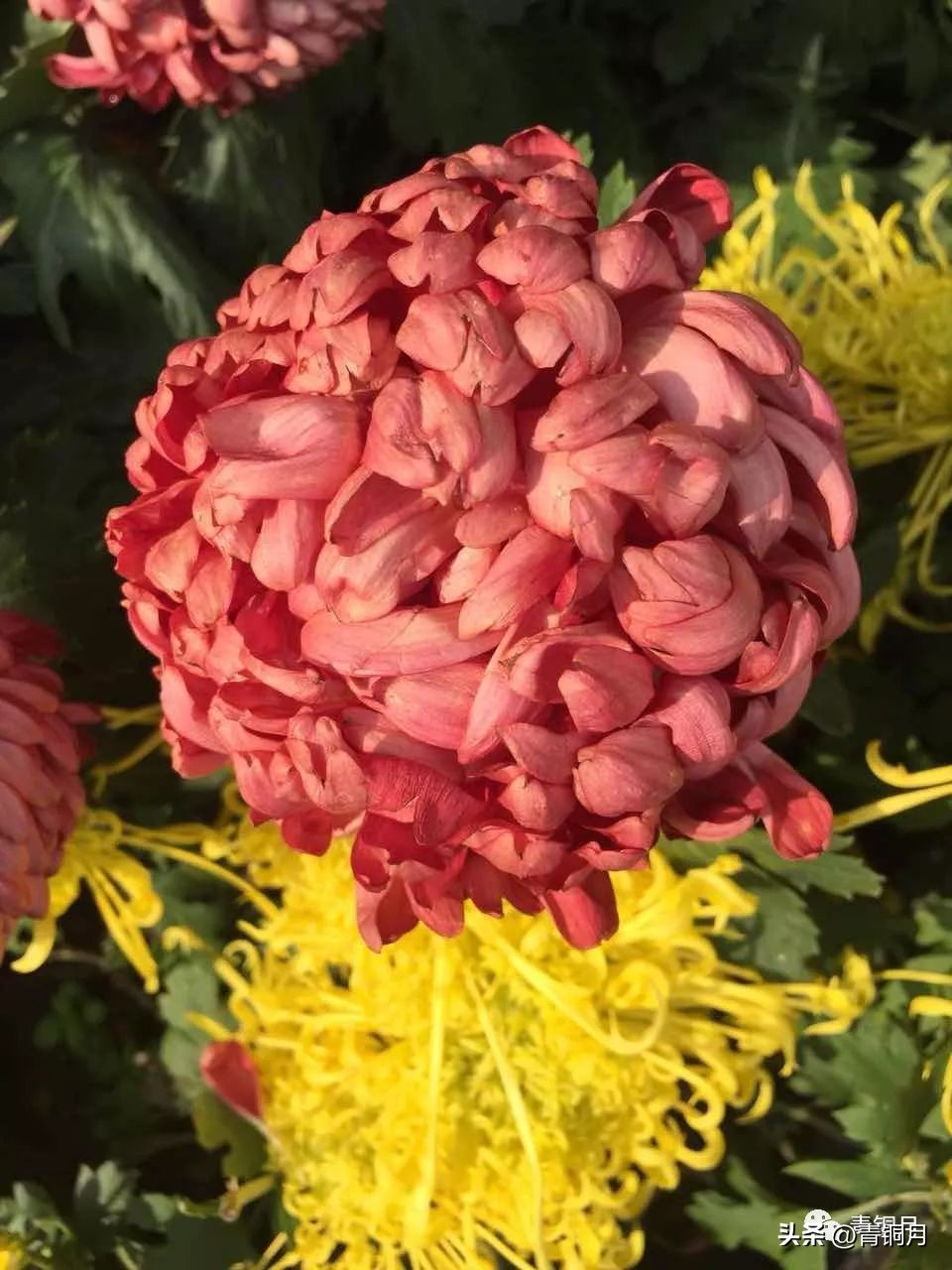 诗词第4册第1课：郁东《我为祖国编一本词典》10万+课程老师讲义