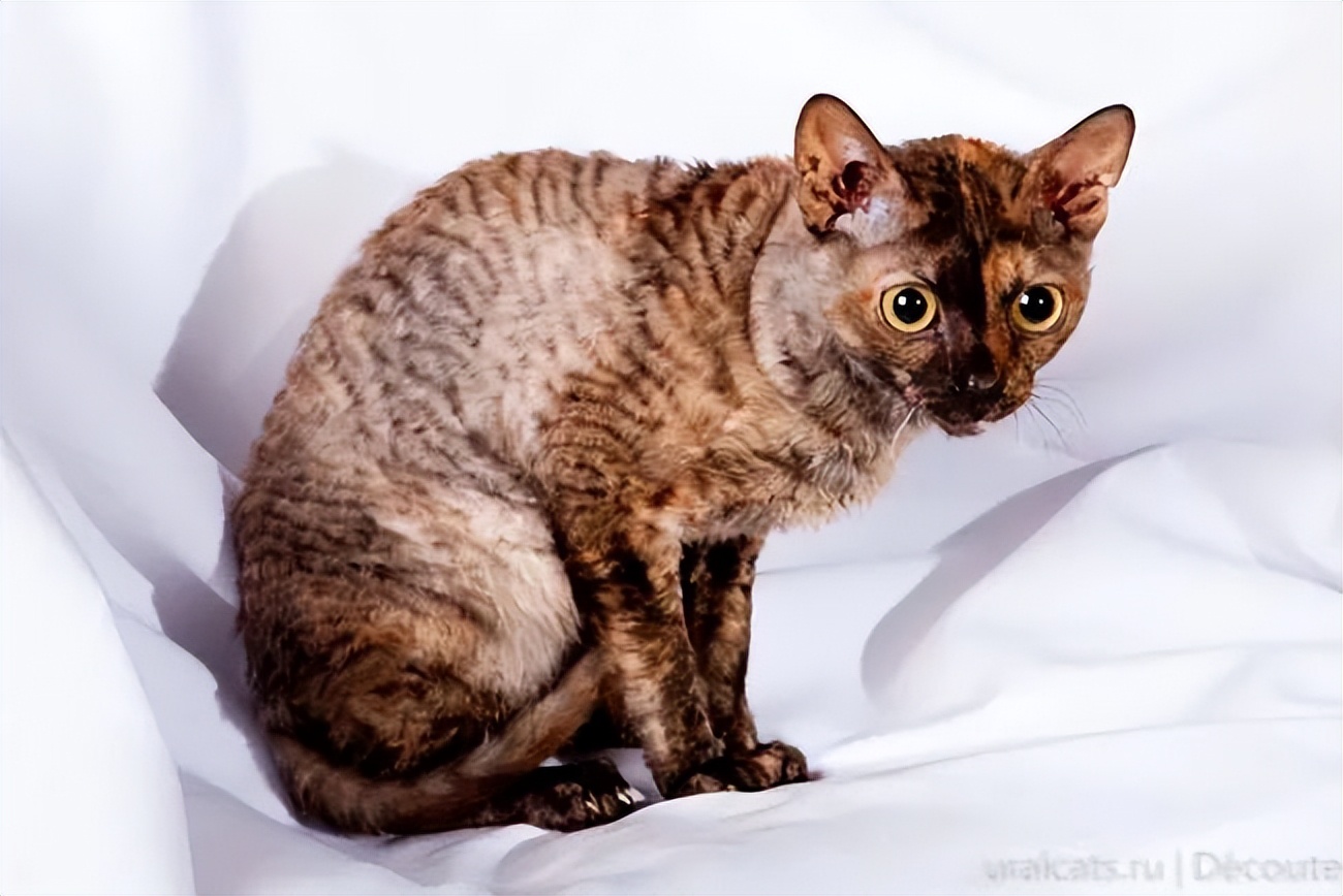 家猫常见的8个品种,常见的家猫都是什么品种