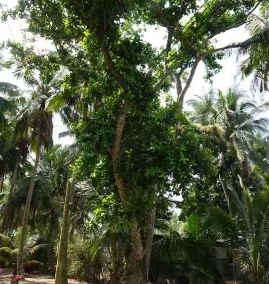 吴张一家互为嫁娶亲上亲——探花张岳崧后裔，琼海认亲访亲记