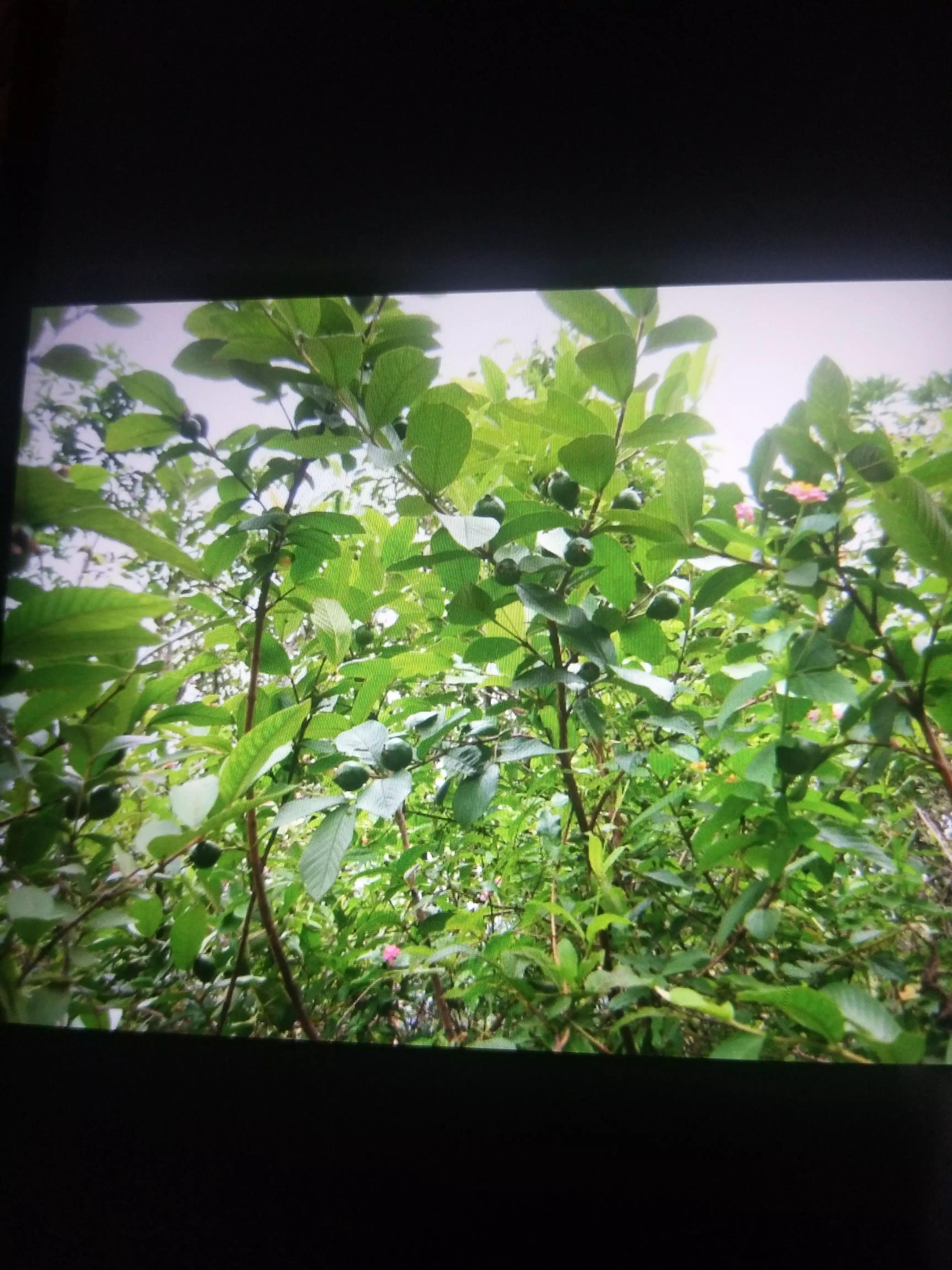 广西人的童年野果,广西人的童年有多快乐