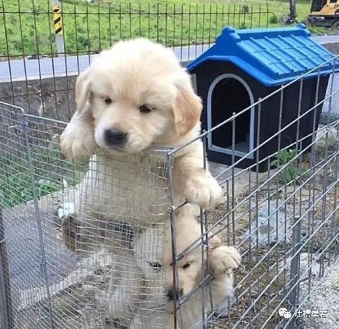 郭碧婷长得像向太,郭碧婷被贾静雯撞脸