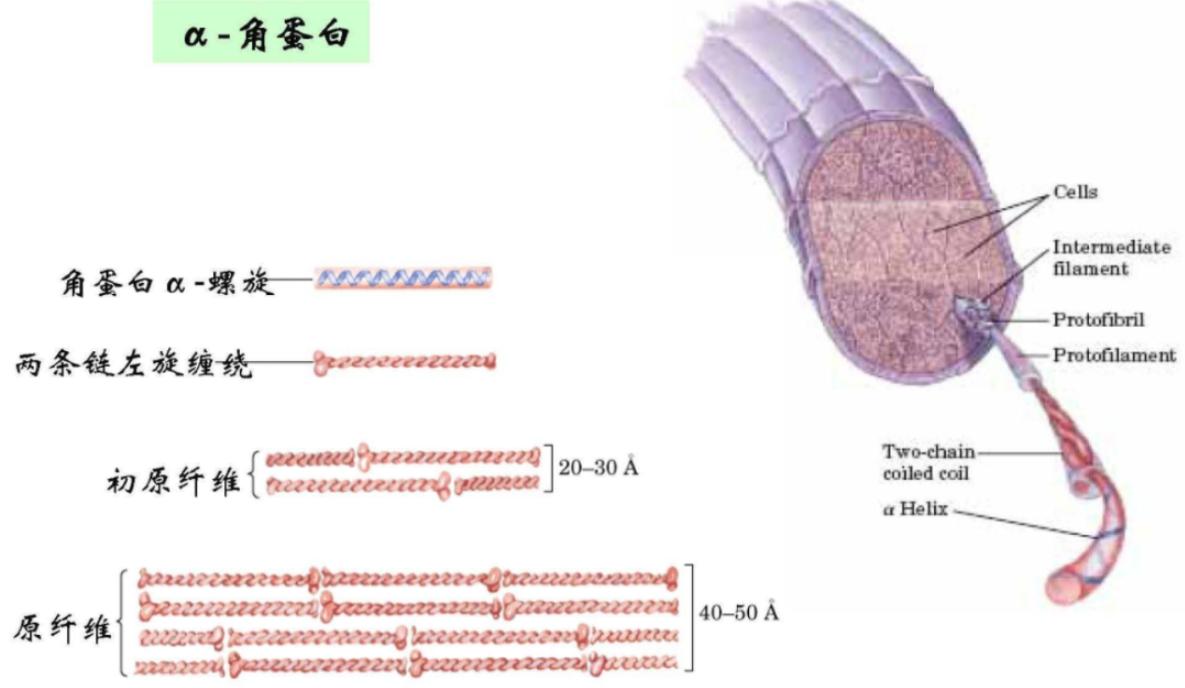 为什么猫咪交配时，公猫要死死咬住母猫的后颈？母猫的声音太凄惨