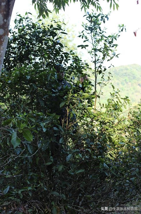 普洱茶八奇图片,普洱茶8代表什么意思