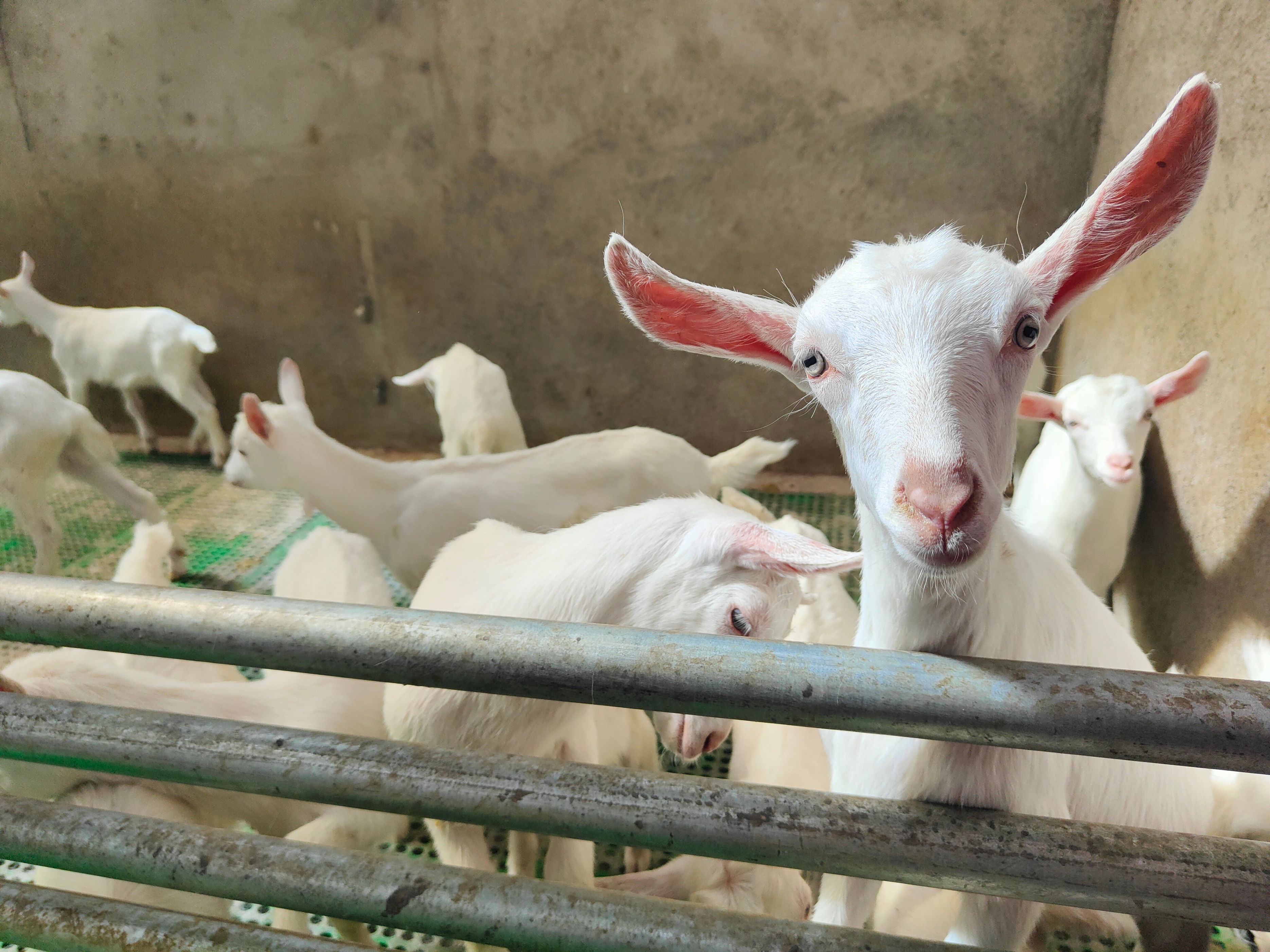 羊床塑料漏粪板下面用什么固定,羊床漏粪板塑料