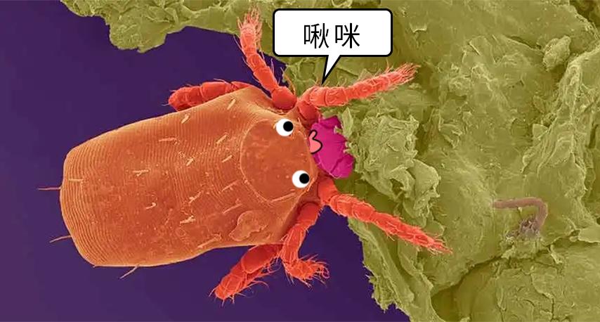 恙虫到底有多可怕？致死率极高