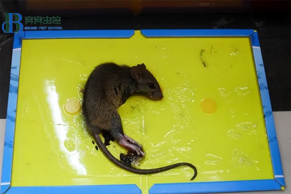 办公室里有老鼠怎么办？上海虫控公司教你如何防治老鼠！