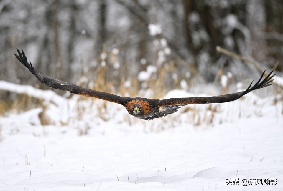 z9拍鸟照片,z9相机购买攻略