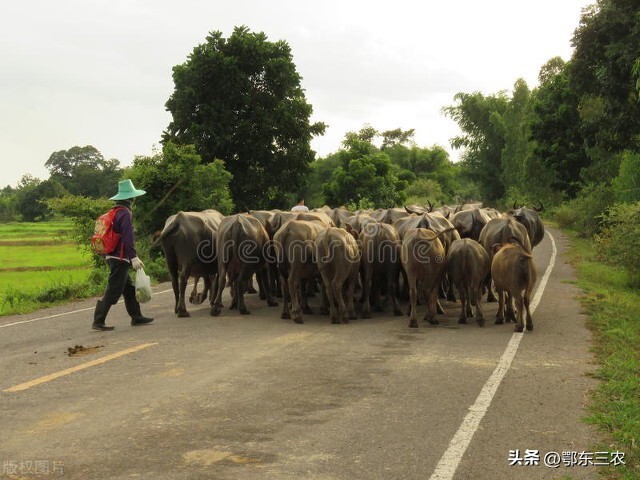 牛价14块养牛还有钱赚吗,牛价行情低迷养殖户如何保证收益