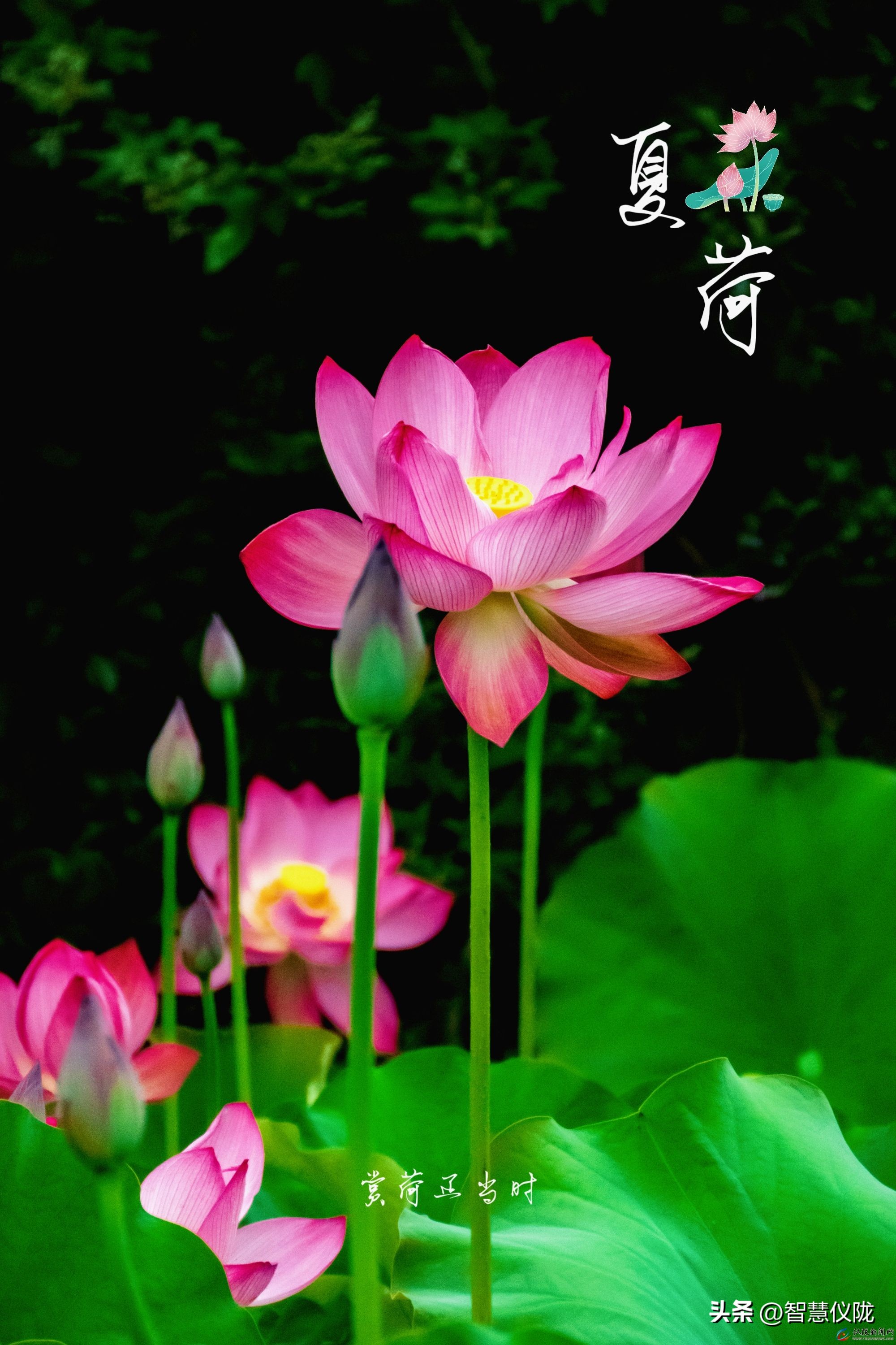 泰酷辣给人一种什么感觉,泰酷辣火了吗