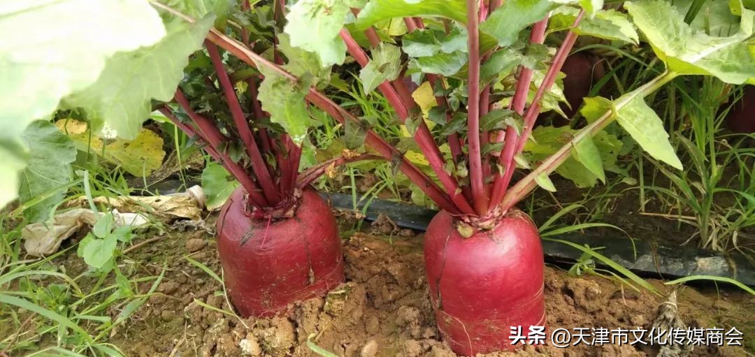 打造农特产品线上销售平台,蓟州农产品销售平台