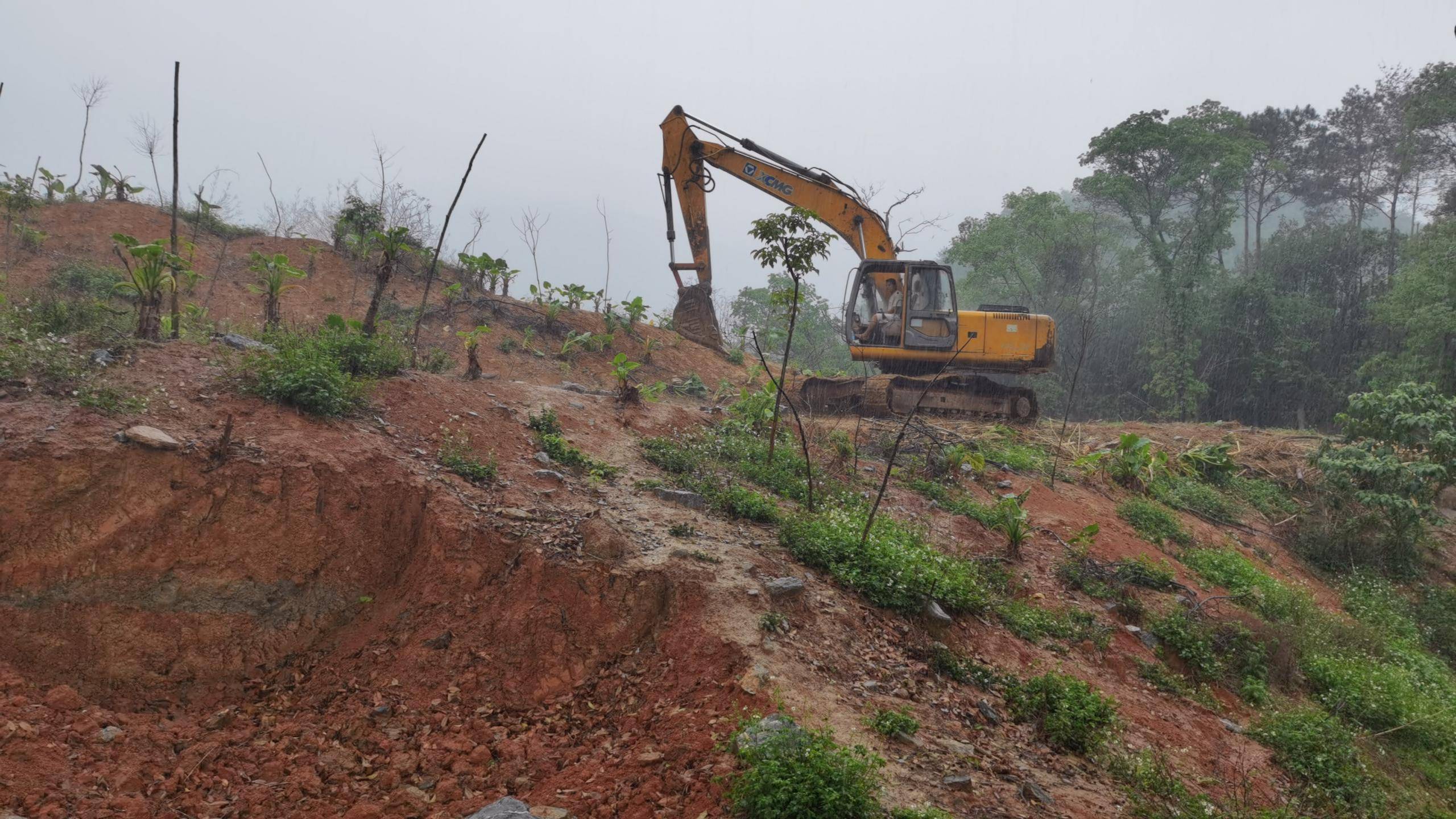 乡镇林地砍伐复耕复种,撂荒耕地必须全部复耕复种