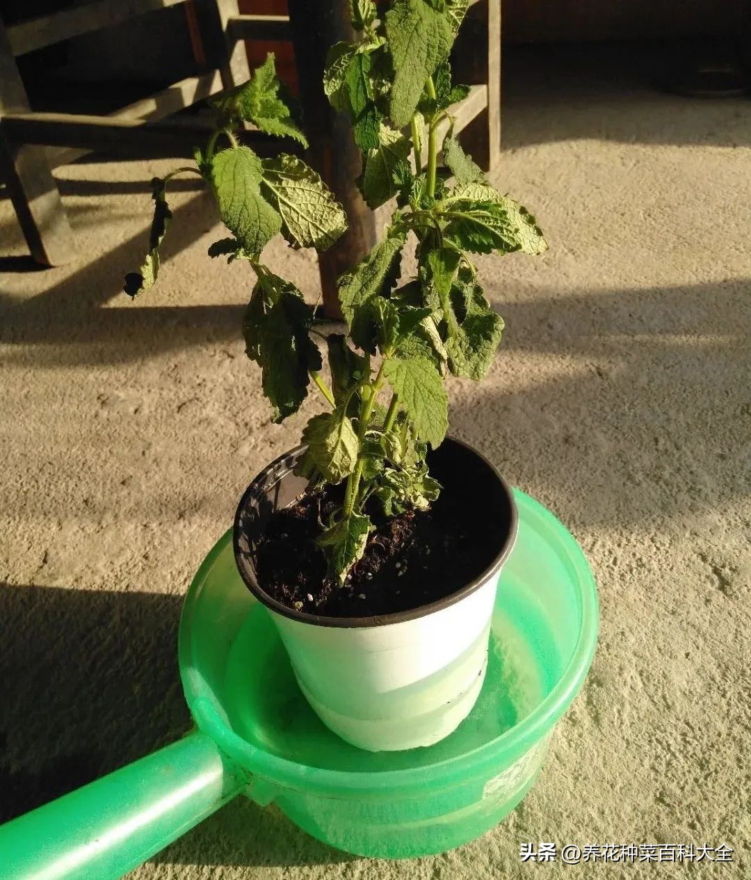 夏天如何拯救晒伤的花卉,太阳暴晒花卉怎么办